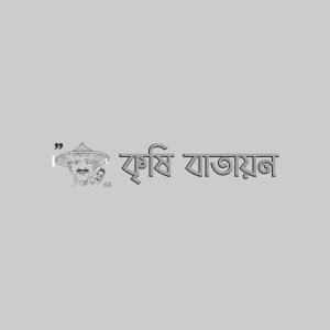 লেটুস