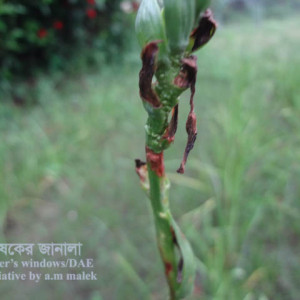 রজনীগন্ধার কুড়ি পঁচা রোগ